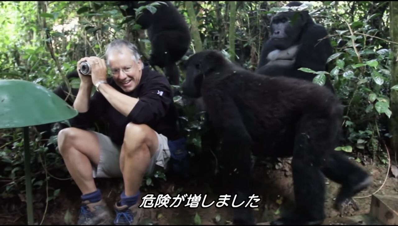 画像 ゴリラ ねぇ見て見て ニンゲンがいるよ ｿﾞﾛｿﾞﾛ 美味しい毒