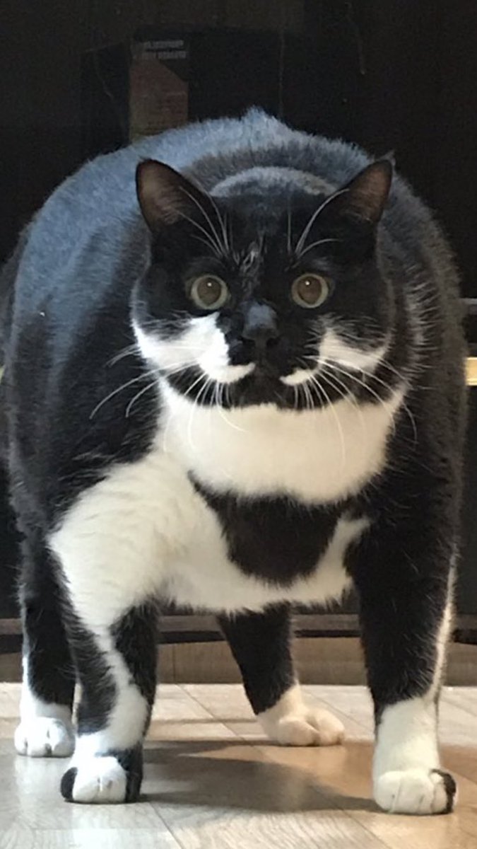 画像 強そうな猫が発見されるｗｗｗｗ 美味しい毒