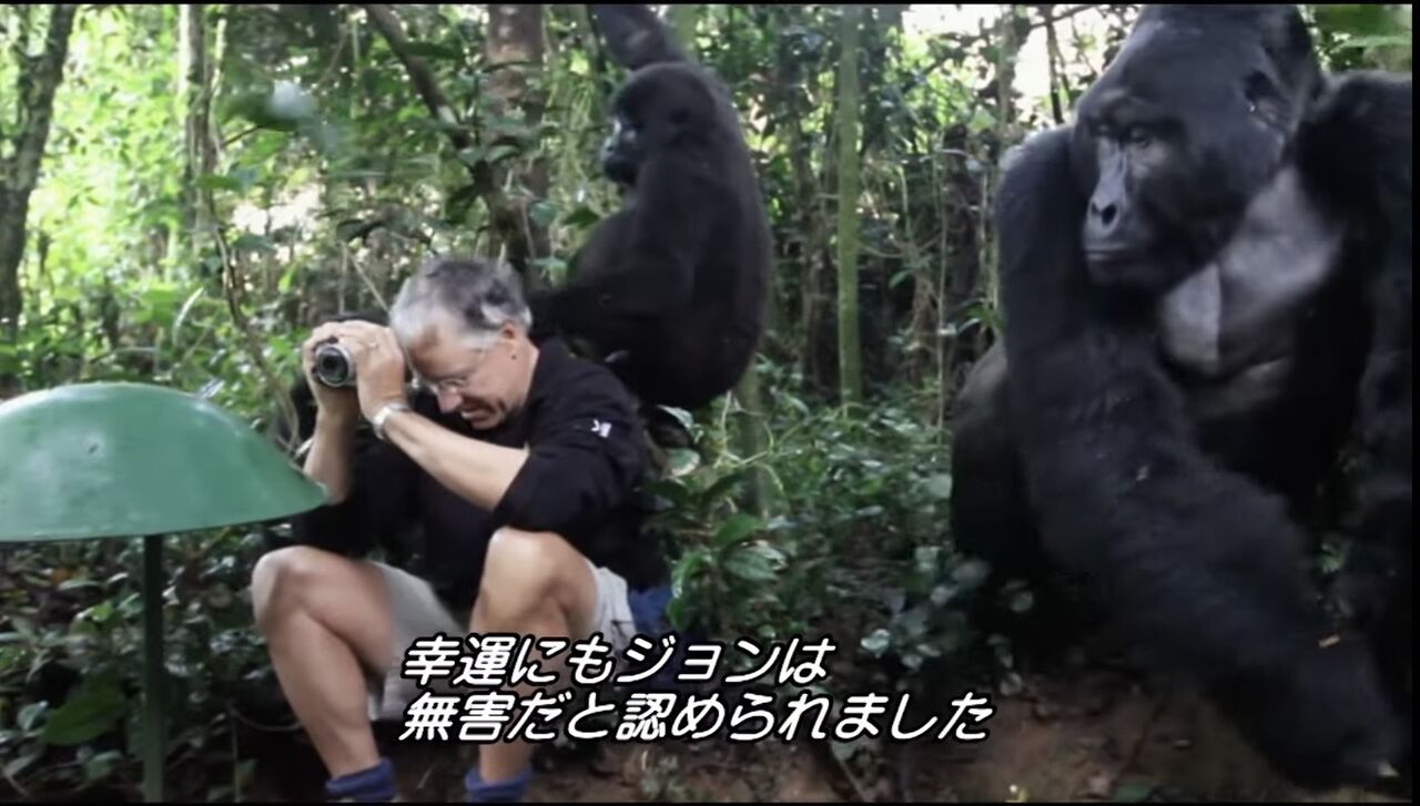 画像 ゴリラ ねぇ見て見て ニンゲンがいるよ ｿﾞﾛｿﾞﾛ 美味しい毒