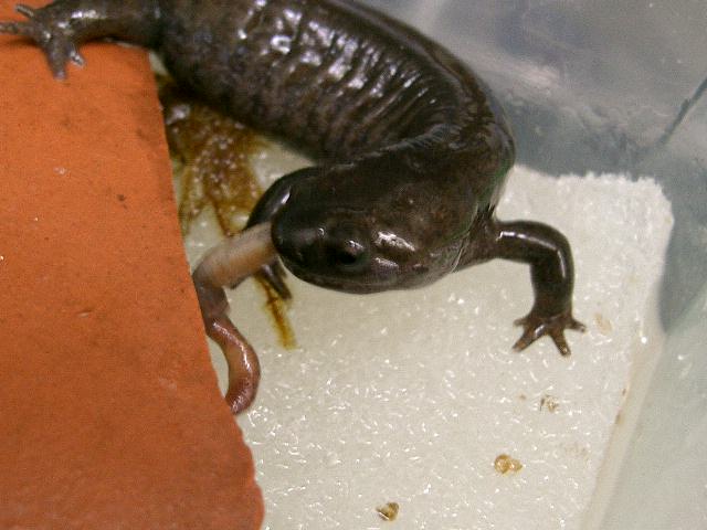 久しぶりにトウキョウです サンショウウオ観察日記