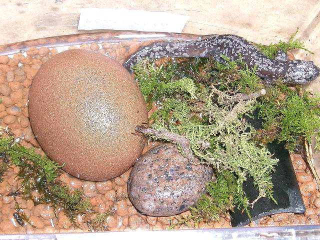 簡単 レイアウト飼育掃除 サンショウウオ観察日記