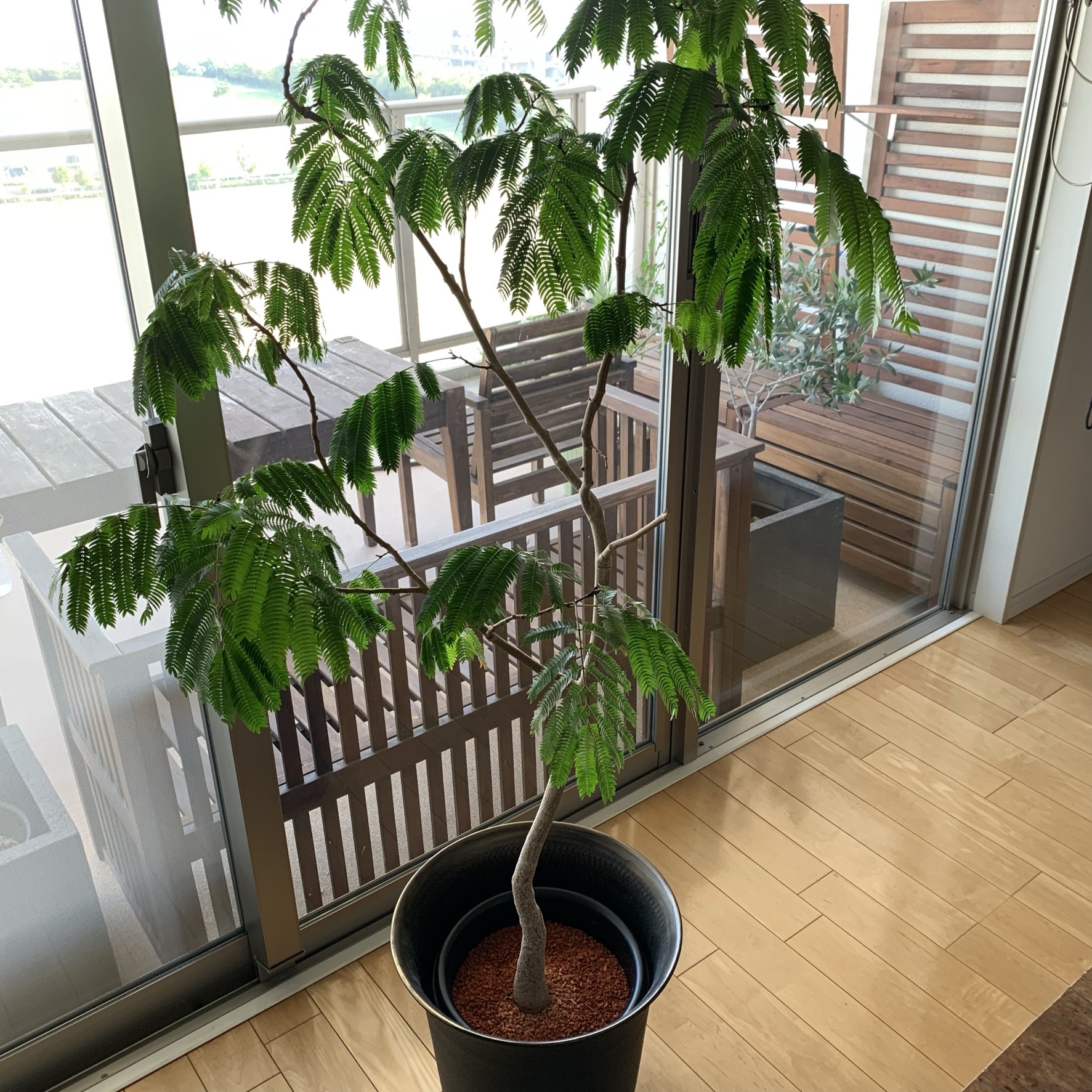 ズボラが育てる観葉植物の必須アイテム セラミスグラニュー 7年後の真実 コレカラ Powered By ライブドアブログ ズボラが育てる観葉植物の必須アイテム セラミスグラニュー 7年後の真実 コレカラ Powered By ライブドアブログ