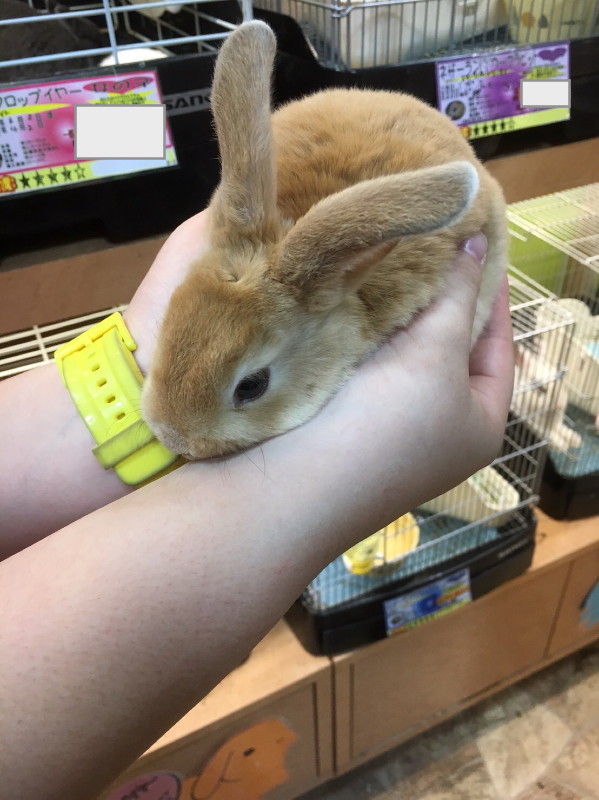 うさっこ 第1羽 名前はパンちゃん オフロードな時間 うさっこ 第1羽 名前はパンちゃん オフロードな時間