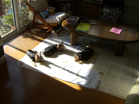20101121a