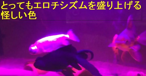 heyairo
