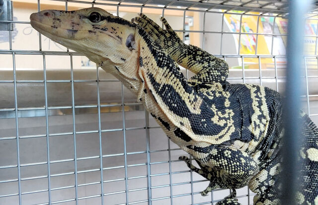 バカ女が放し飼いのフトアゴヒゲトカゲとアルゼンチンテグー逃走 飼い主責任取れ これキチ速報 バカ女が放し飼いのフトアゴヒゲトカゲとアルゼンチンテグー逃走 飼い主責任取れ これキチ速報