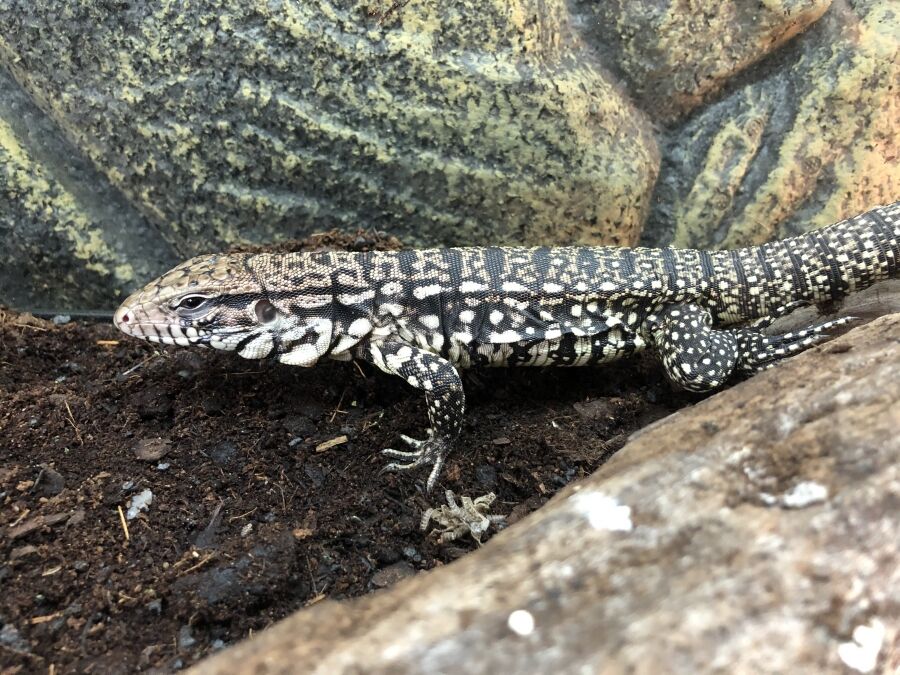 バカ女が放し飼いのフトアゴヒゲトカゲとアルゼンチンテグー逃走 飼い主責任取れ これキチ速報 バカ女が放し飼いのフトアゴヒゲトカゲとアルゼンチンテグー逃走 飼い主責任取れ これキチ速報