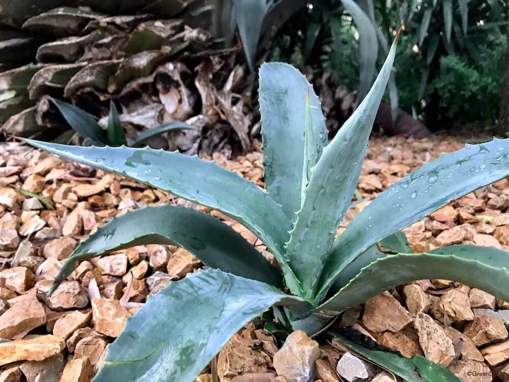 71年前に植えたリュウゼツランが咲き感動なお 100年に一度咲く はデマ誤解 これキチ速報 71年前に植えたリュウゼツランが咲き感動なお 100年に一度咲く はデマ誤解 これキチ速報