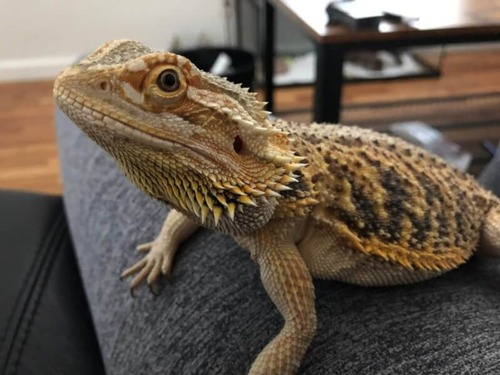 bearded_dragon_1_800