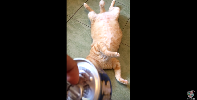 【猫缶反応】今カシャって、鳴ったよね！