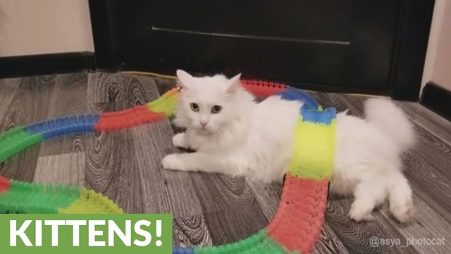 【ぬこ】おしっぽフリフリ！橋になるニャンでござる