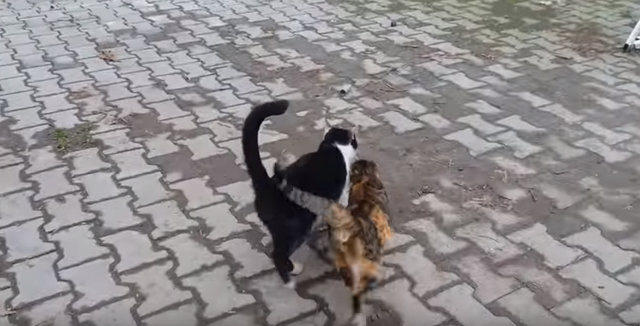 【ぬこ】積極的だねぇ～、にゃんこさん