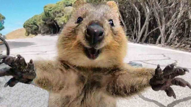 【動物さん集合】なんかいいよねぇ〜、ハグハグ・アニマルな世界