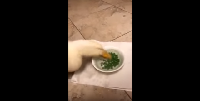 あいつやべぇ〜よ。ニャンコひく、「アヒルさんのグリーンピース高速食べ」