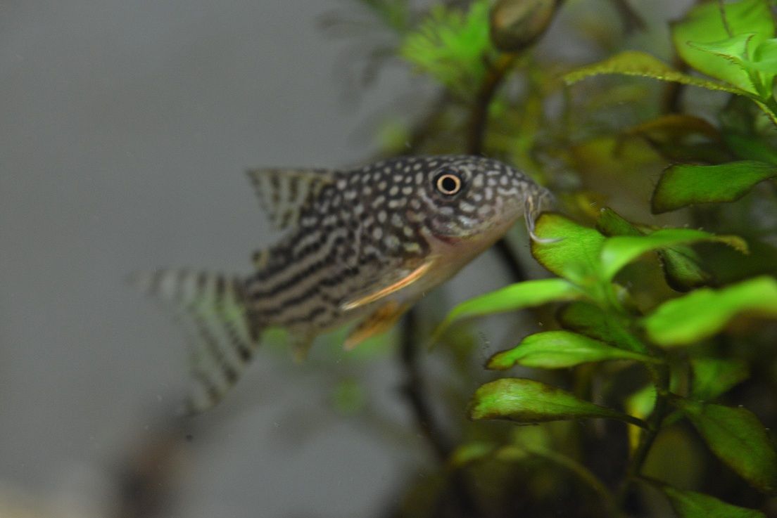 人気ブレゼント! 熱帯魚 パラオトシン マクリコーダ 1匹 北海道 九州 沖縄航空便要保温 flyingjeep.jp 人気ブレゼント! 熱帯魚 パラオトシン マクリコーダ 1匹 北海道 九州 沖縄航空便要保温 flyingjeep.jp