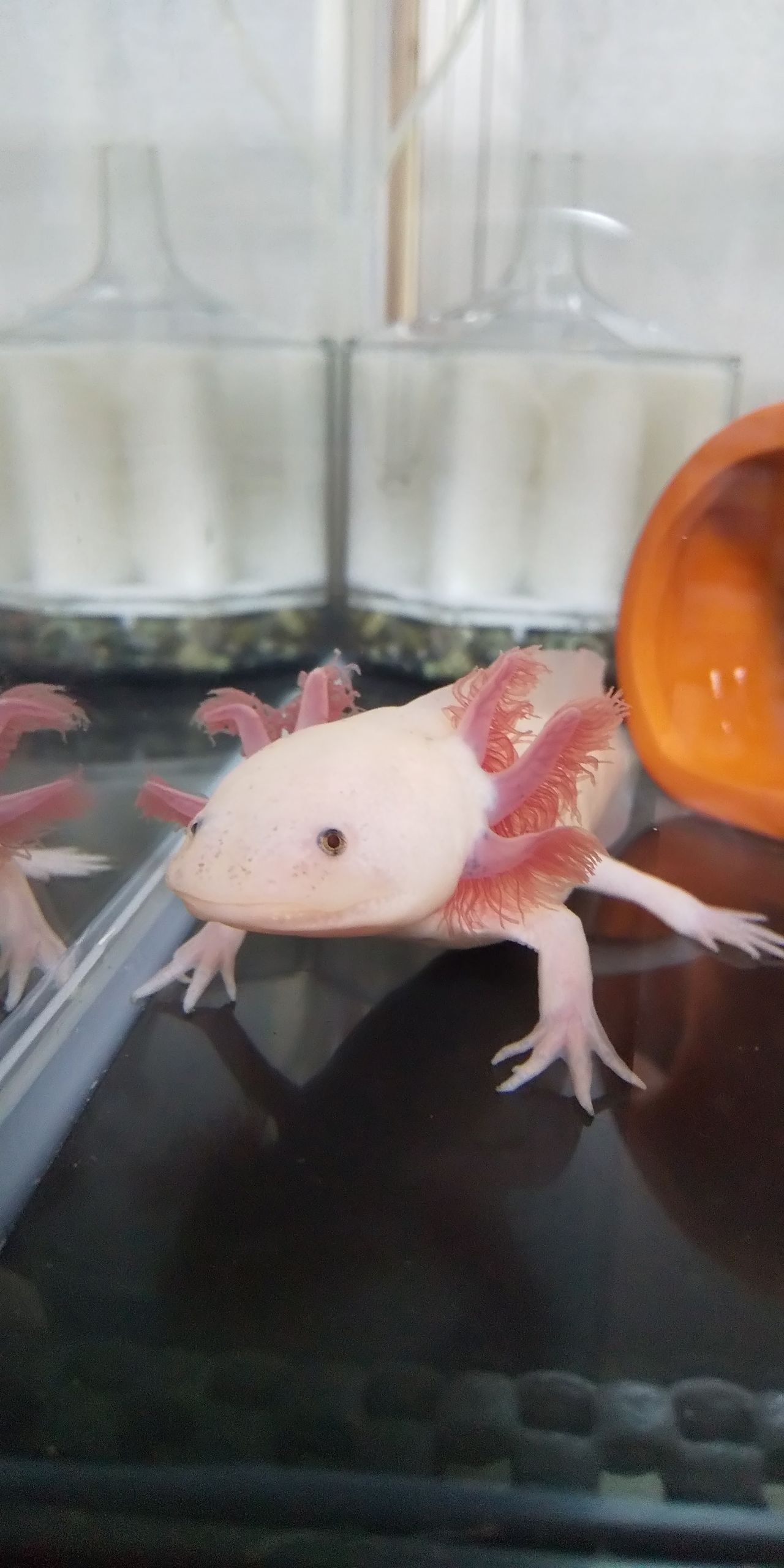 毎日全量水替えウパ飼育 鱗のあるヤツら飼育してみる 毎日全量水替えウパ飼育 鱗のあるヤツら飼育してみる