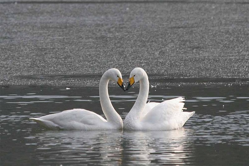 白鳥のハート デジカメ雑記