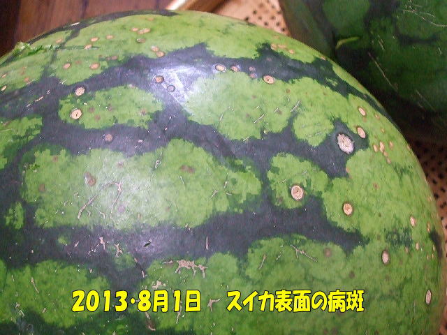 炭そ病のスイカ収穫 コロちゃんのやさい畑 有機 無農薬栽培