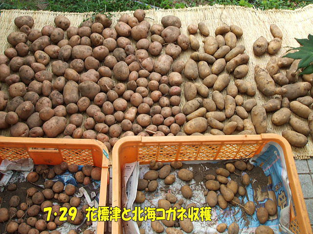 花標津と北海コガネの収穫 コロちゃんのやさい畑 有機 無農薬栽培