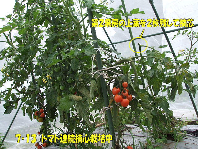 トマトは今 コロちゃんのやさい畑 有機 無農薬栽培