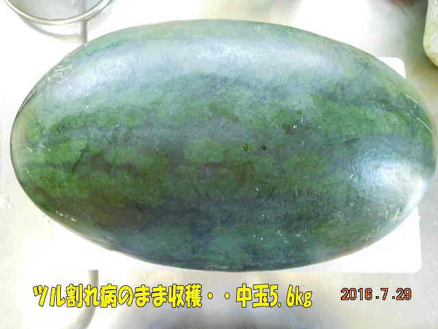 つる割れ病でも収穫まで行けた コロちゃんのやさい畑 有機 無農薬栽培