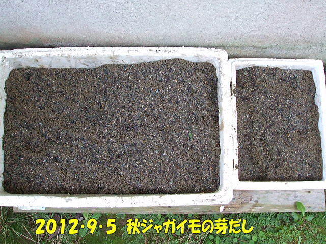 秋ジャガイモの芽出し コロちゃんのやさい畑 有機 無農薬栽培