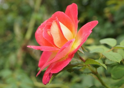 ALP01327