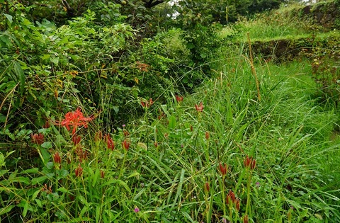 DSC01963