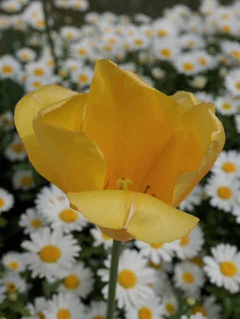 ALP08286