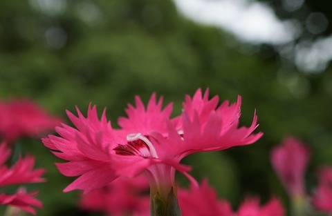 ALP08807