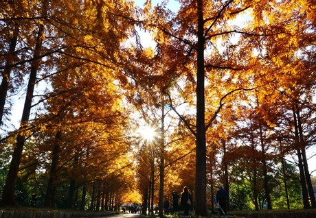 ⑤上野正純：もうすぐ夕暮れ：神戸森林植物園