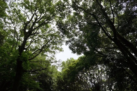 DSC00591