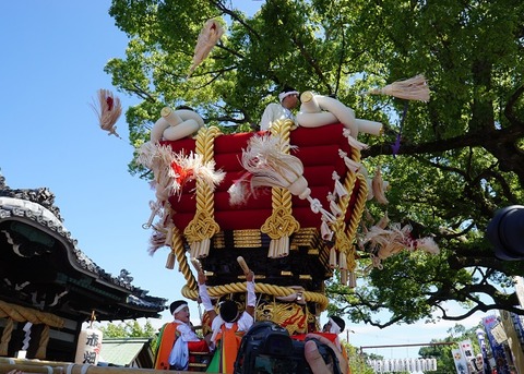 上野①秋が舞う(百舌鳥八幡)