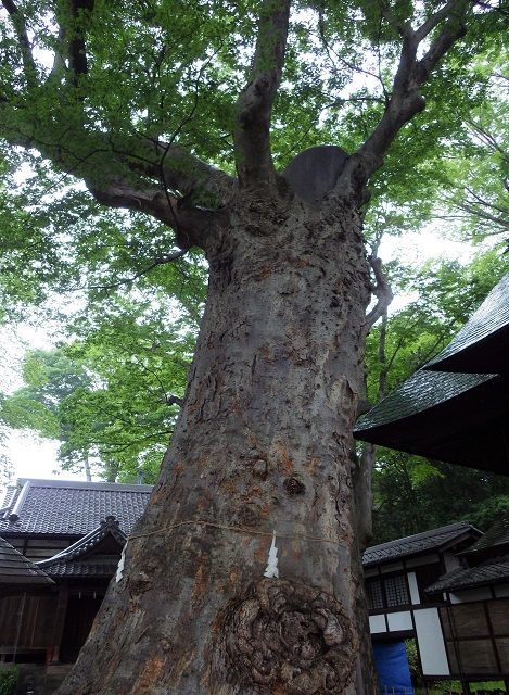 WG3_3045