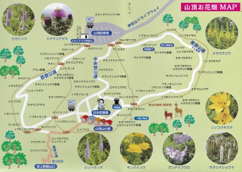 伊吹山お花畑-山頂