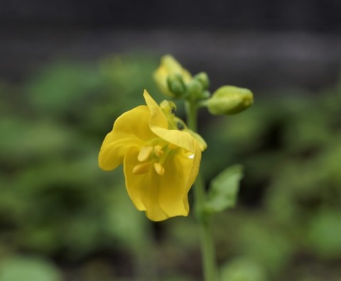 ALP02573