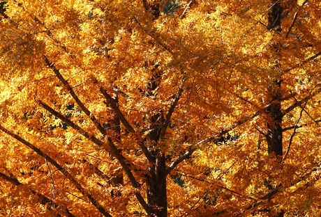 ③上野正純：秋満ちて：新檜尾公園