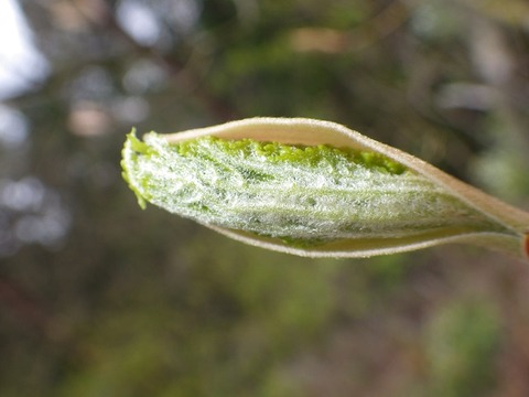WG3_5331