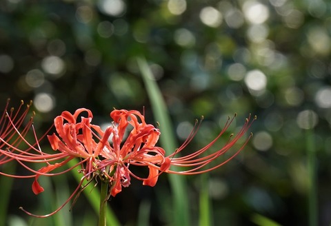 上野③光が満ちて（大阪城公園）