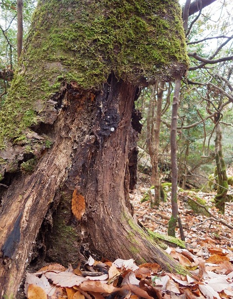 WG3_7608