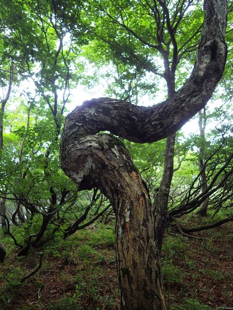 WG3_9955