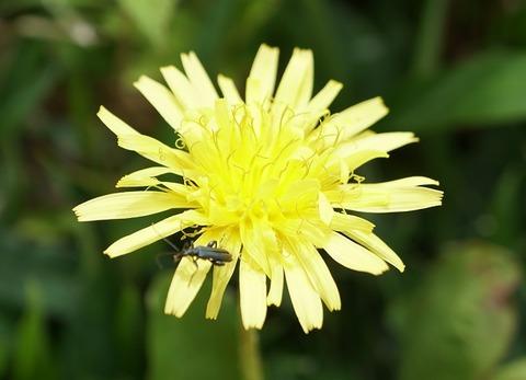 ALP01264