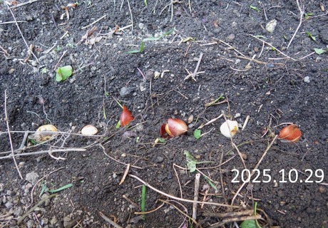 2-WG3_7560