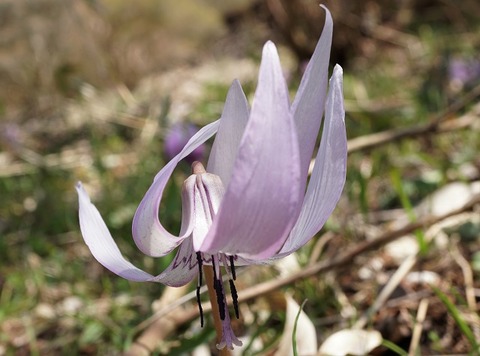 ALP00962