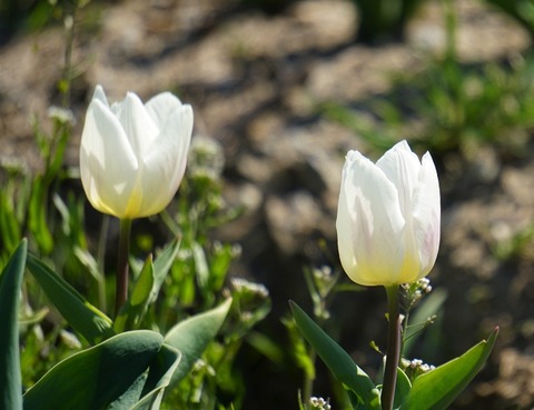 ALP00120