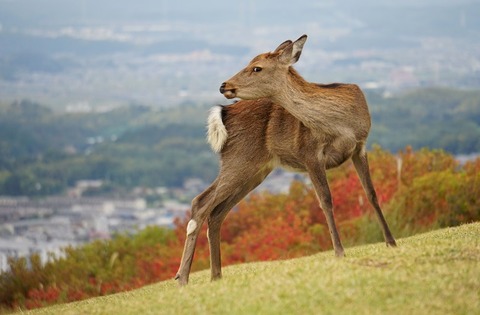 上野③カメラ目線(若草山)