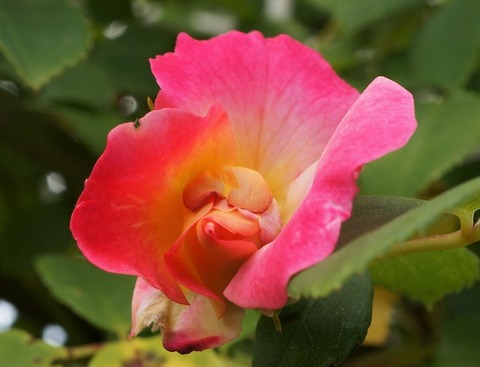 DSC04092