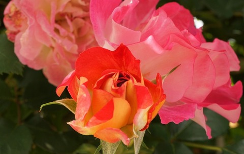 DSC04101