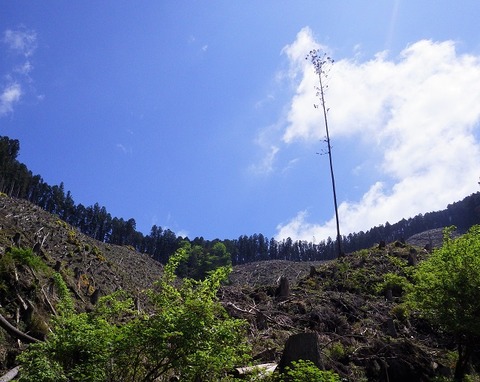 WG3_6068