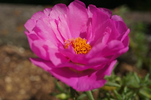 DSC04145